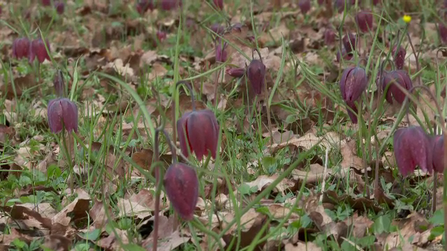 Au înflorit lalelele pestrițe, una dintre cele mai rare plante din România. Unde crește această specie ocrotită prin lege