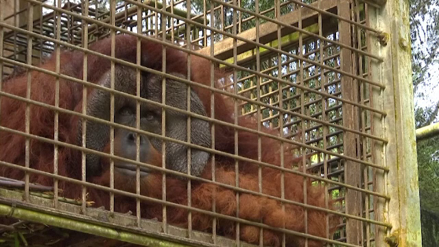 Zeci de urangutani care trăiesc la un centru de reabilitare nu se mai pot întoarce în sălbăticie. Soluția găsită
