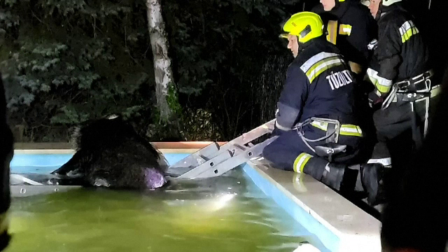 Șocul trăit de o familie din Ungaria. Au găsit un animal sălbatic în piscina casei