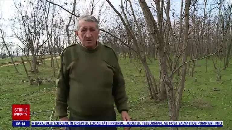 Peisaj dramatic lăsat în urmă de hoții de lemne. Pădurea replantată de la Ghimbav nu s-a prins, din cauza betonului