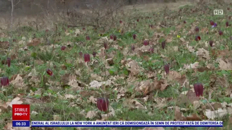 Au înflorit lalelele pestrițe, una dintre cele mai rare plante din România. Unde crește această specie ocrotită prin lege