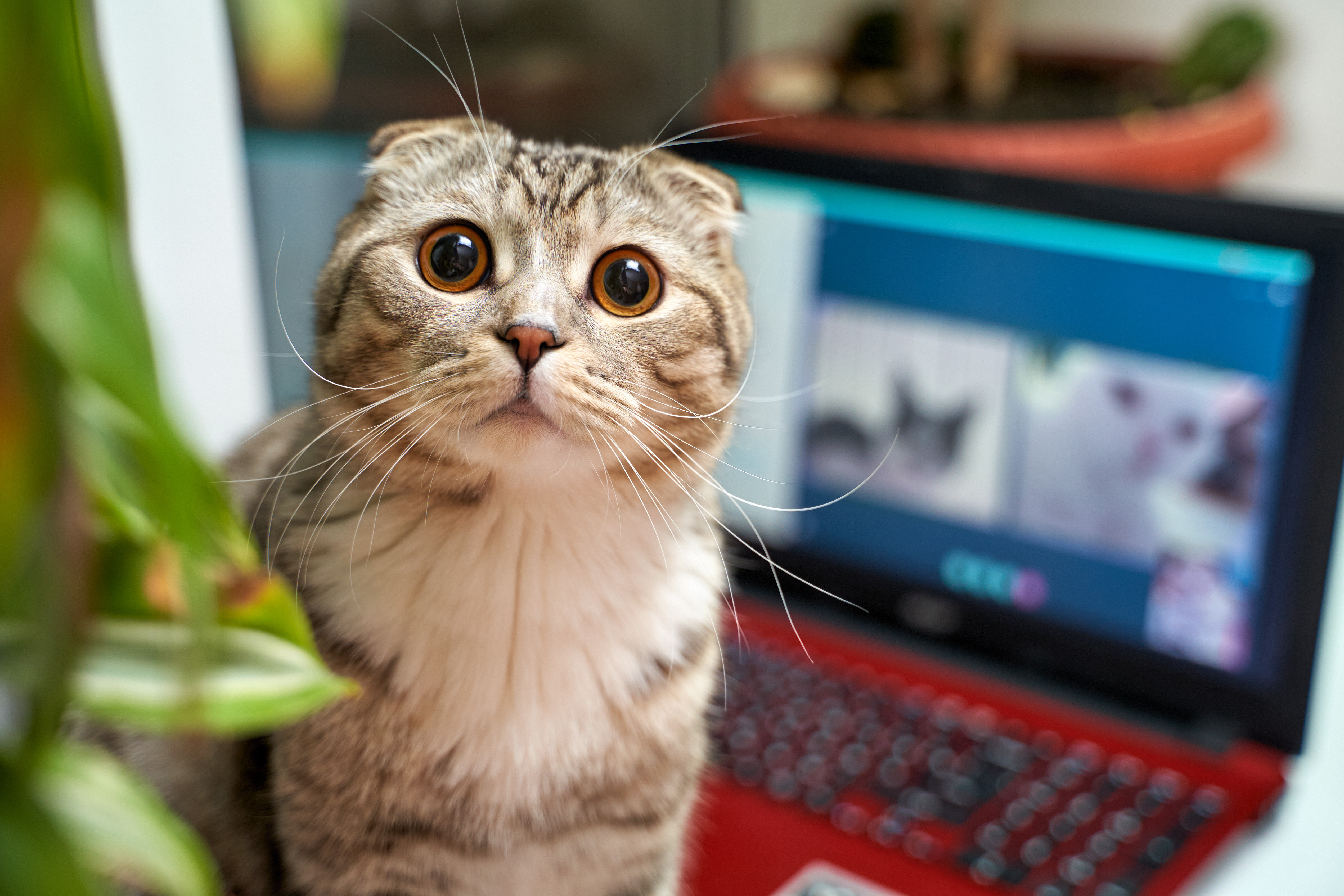 Cum afectează videoclipurile cu pisici războiul din Ucraina. Îngrijorarea unui producător de arme