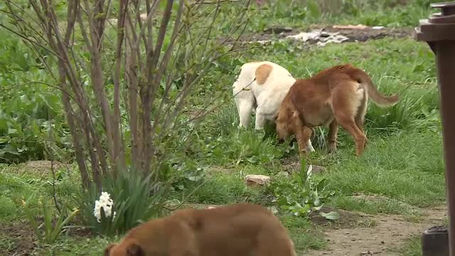 „Ne e frică să ieșim să mergem și la pâine". Fetița de trei ani din Ilfov a fost mușcată de câinele unui vecin