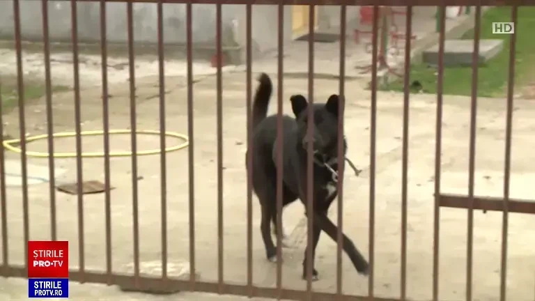 Fetița de 3 ani din Ilfov a fost mușcată de câinele unui vecin. Stăpânul animalului s-a ales cu dosar penal