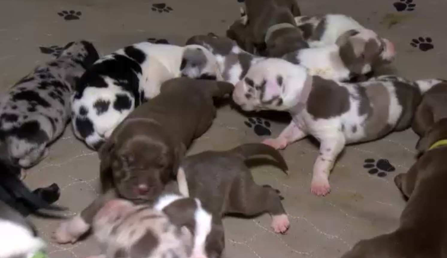 Cățeaua care a fătat 21 de pui, în Pocahontas: Cum s-a produs „minunea”