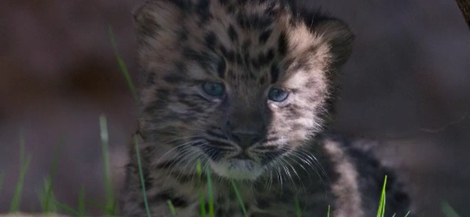 Doi pui de leopard de Amur, specie pe cale de dispariție, s-au născut la o grădină zoologică din SUA