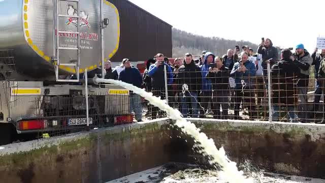 "Ni s-au oferit prețuri de batjocură". Crescătorii de animale aruncă la gunoi mii de litri de lapte în semn de protest