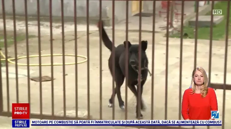 „Ne e frică să ieșim să mergem și la pâine". Fetița de trei ani din Ilfov a fost mușcată de câinele unui vecin