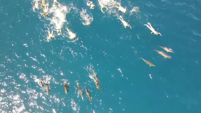 33 de turiști, cercetați de poliție după ce ar fi hărțuit un grup de delfini rotitori. Specia este protejată de lege