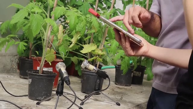 Cercetătorii israelieni spun că au dovada clară că și plantele vorbesc sau plâng. Cum este posibil