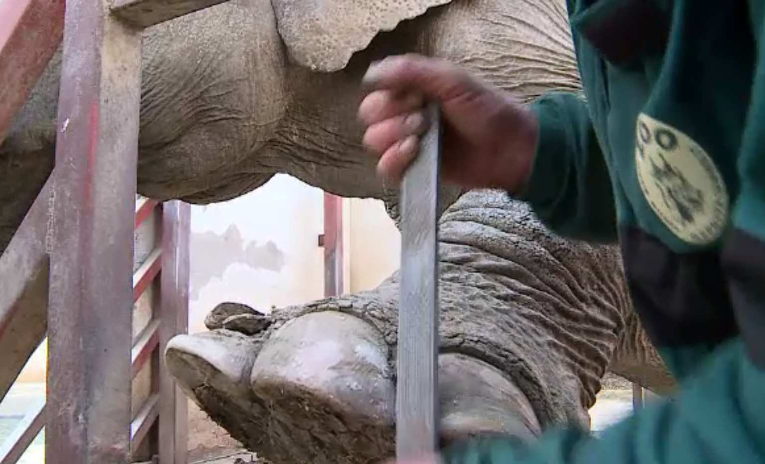 Pedichiură pentru elefanți, la Târgu Mureș. Grădina zoo a fost salon de cosmetică pentru câteva ore