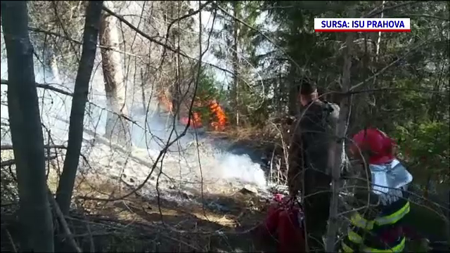 Incendiu de vegetație la marginea localității Comarnic. 10 hectare au fost distruse de flăcări