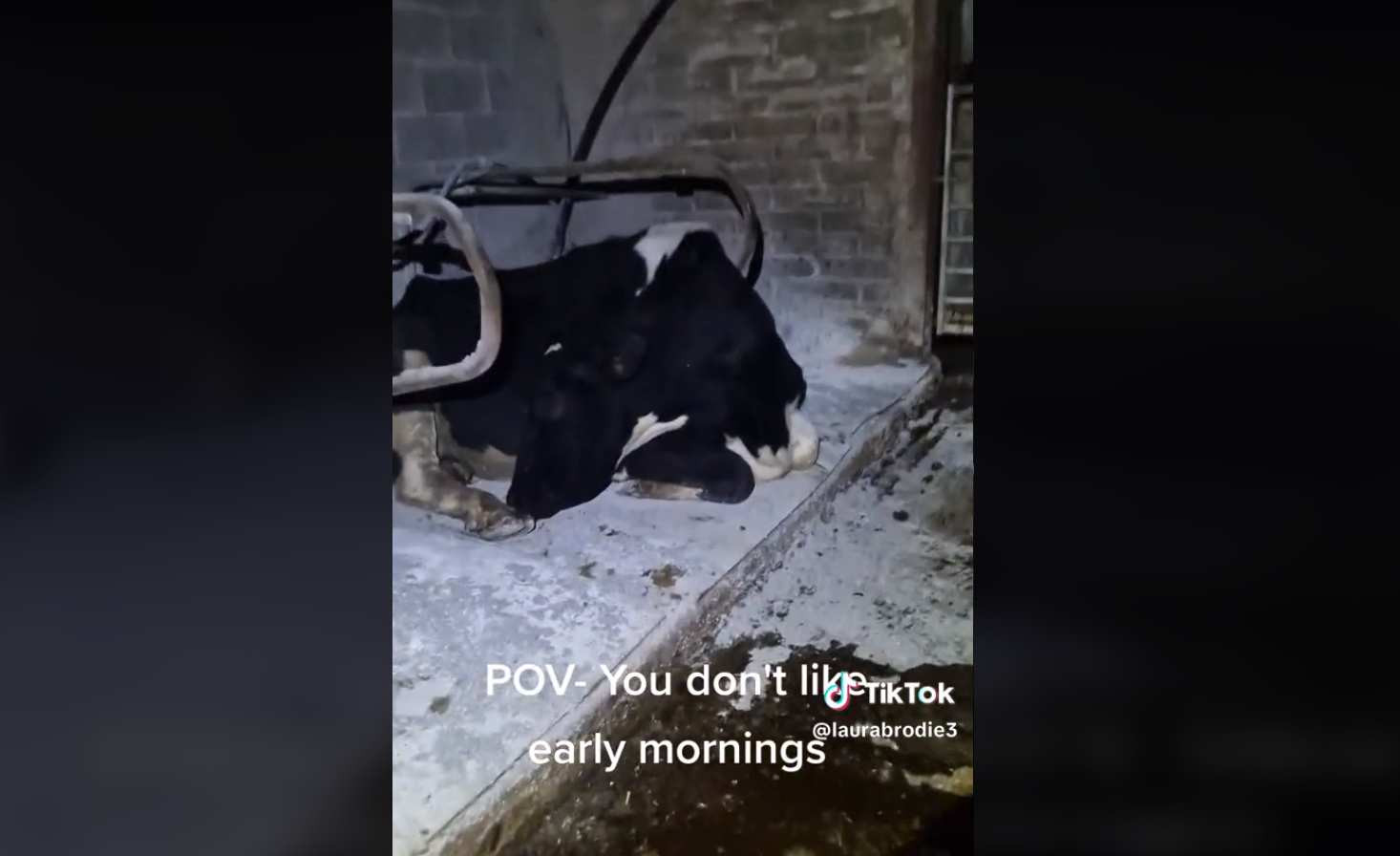 Vaca leneșă care a apelat la o stratagemă ca să evite mulsul de dimineață. „Doris are o personalitate fantastică"
