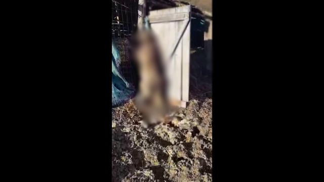 Animale găsite moarte într-o fermă din Cluj. Polițiștii încearcă să afle cine se face vinovat