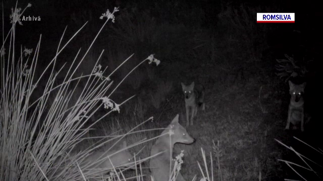 Campanie extinsă a vânătorilor pentru ținerea sub control a șacalilor care s-au înmulțit necontrolat în Delta Dunării