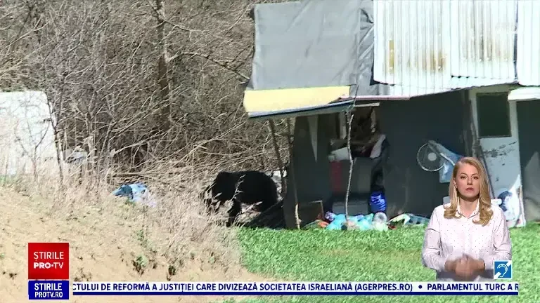 Este alertă într-o localitate din Mureș. Un urs dă târcoale curților oamenilor