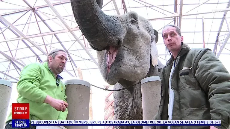 Pedichiură pentru elefanți, la Târgu Mureș. Grădina zoo a fost salon de cosmetică pentru câteva ore