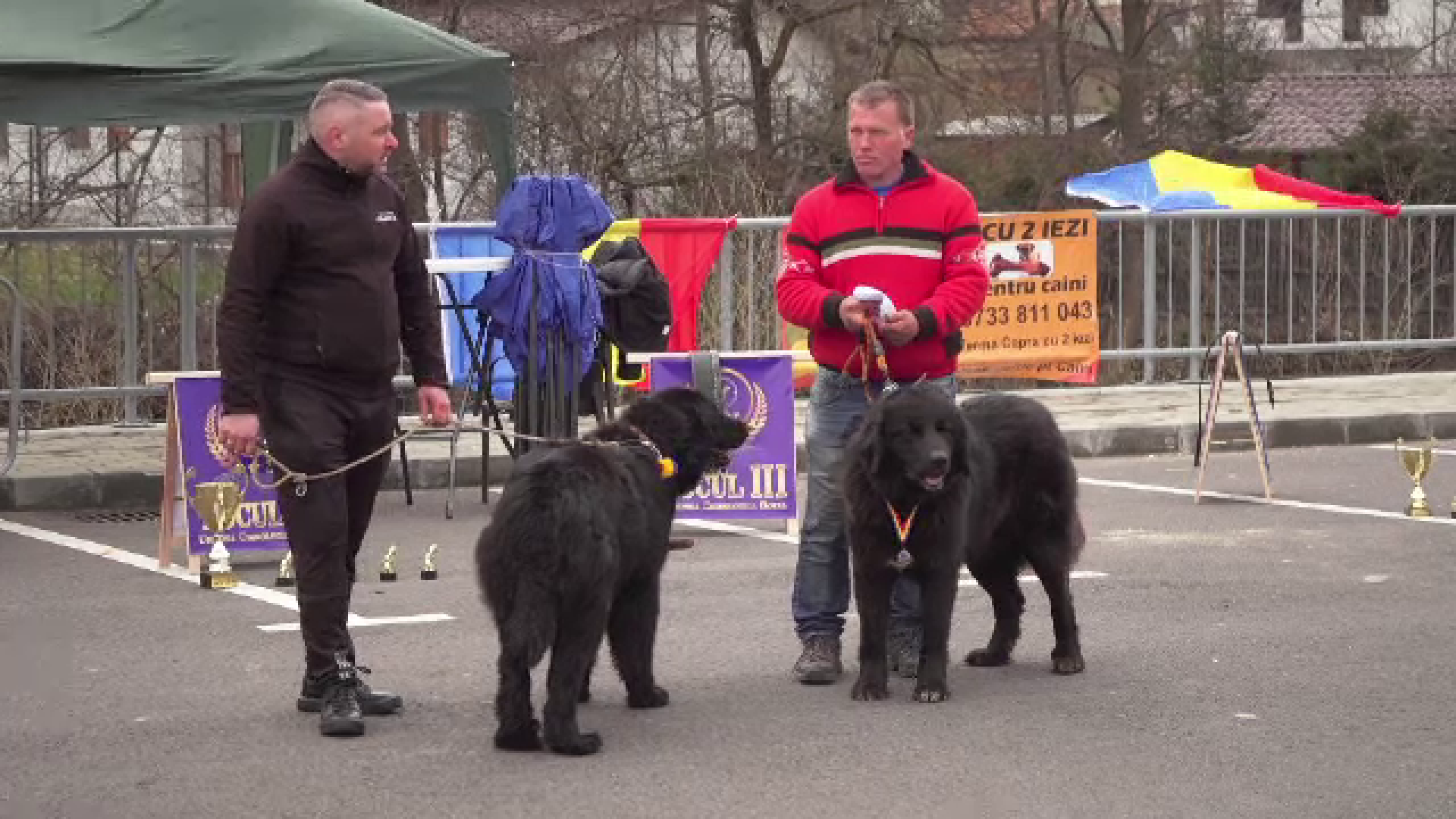 Ziua ciobăneștilor românești, la Bran. Competiție cu peste 200 de câini