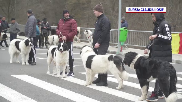 Sute de câini ciobănești au concurant într-o competiție, la Bran. GALERIE FOTO