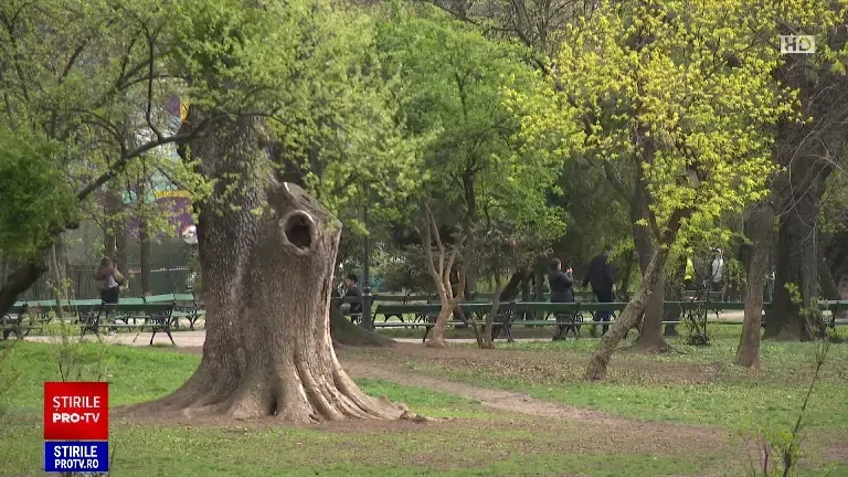 Autoritățile din București sunt gata să investească 90 de milioane de lei pentru o capitală mai verde