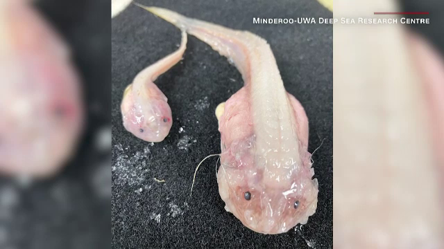 Creaturile care au fost descoperite la o adâncime de peste 8.300 de metri. ”Este uimitor cum pot supraviețui”