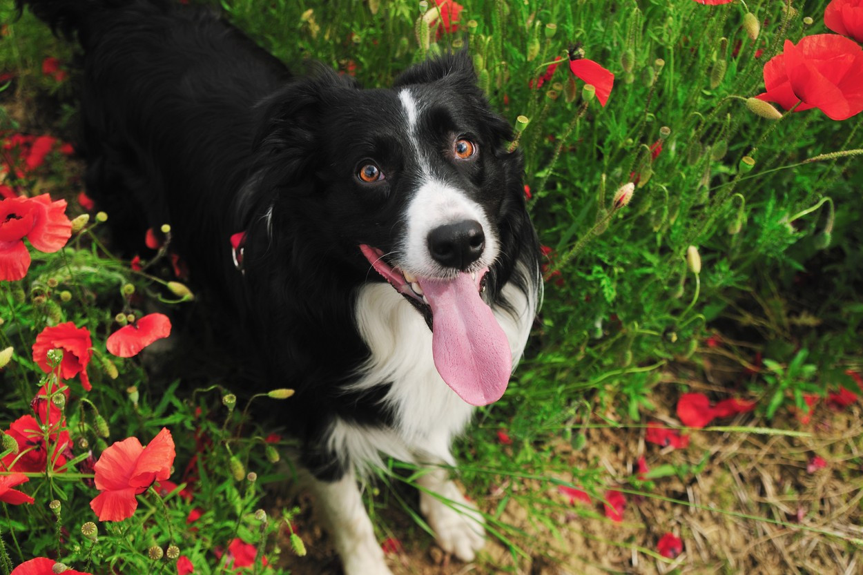 Un câine fără stăpân a fost ucis de un băcăuan beat. Cum şi-a explicat bărbatul gestul