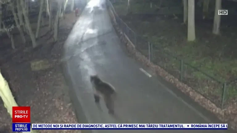 Urșii umblă nestingheriți în zona Platoului Cornești, din Târgu Mureș. Autoritățile au emis un avertisment