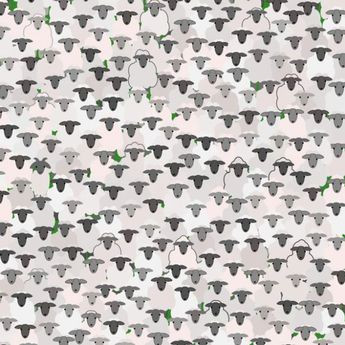 Ai un IQ ridicat dacă poți găsi capra ascunsă printre oi în doar 11 secunde