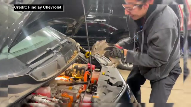 Șocul unui șofer când a ajuns cu mașina la service. Ce a găsit sub capotă