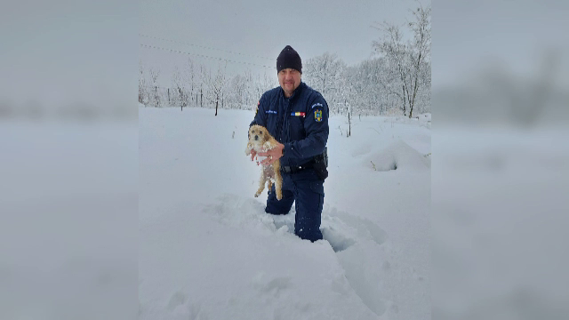 Misiune specială pentru un jandarm din Iaşi. A salvat un căţelus îngropat în zăpadă: „L-am băgat în maşină să se usuce”