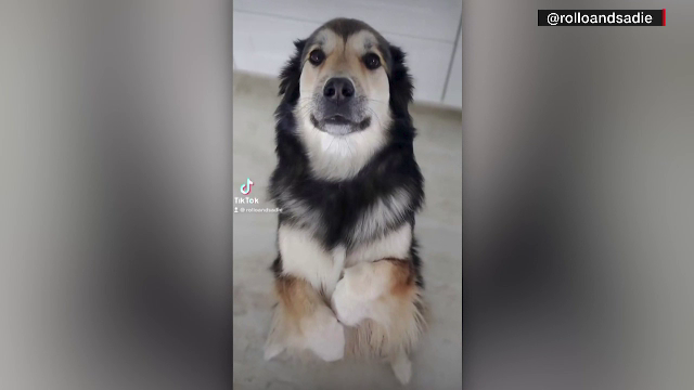 Obicei neobișnuit. Cum reacționează doi câini când se văd prin apel video. GALERIE FOTO