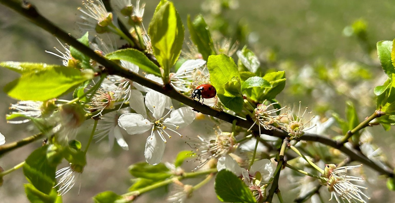 Prognoza meteo pentru următoarele patru săptămâni. Cum va fi vremea la începutul lunii aprilie