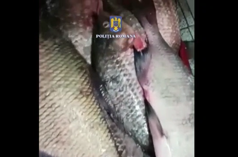 Peste 1.300 de kilograme de pește din piețele din București au fost confiscate de ANPC, înainte de Florii