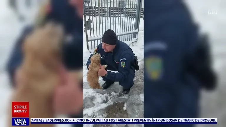 Misiune specială pentru un jandarm din Iaşi. A salvat un căţelus îngropat în zăpadă: „L-am băgat în maşină să se usuce”