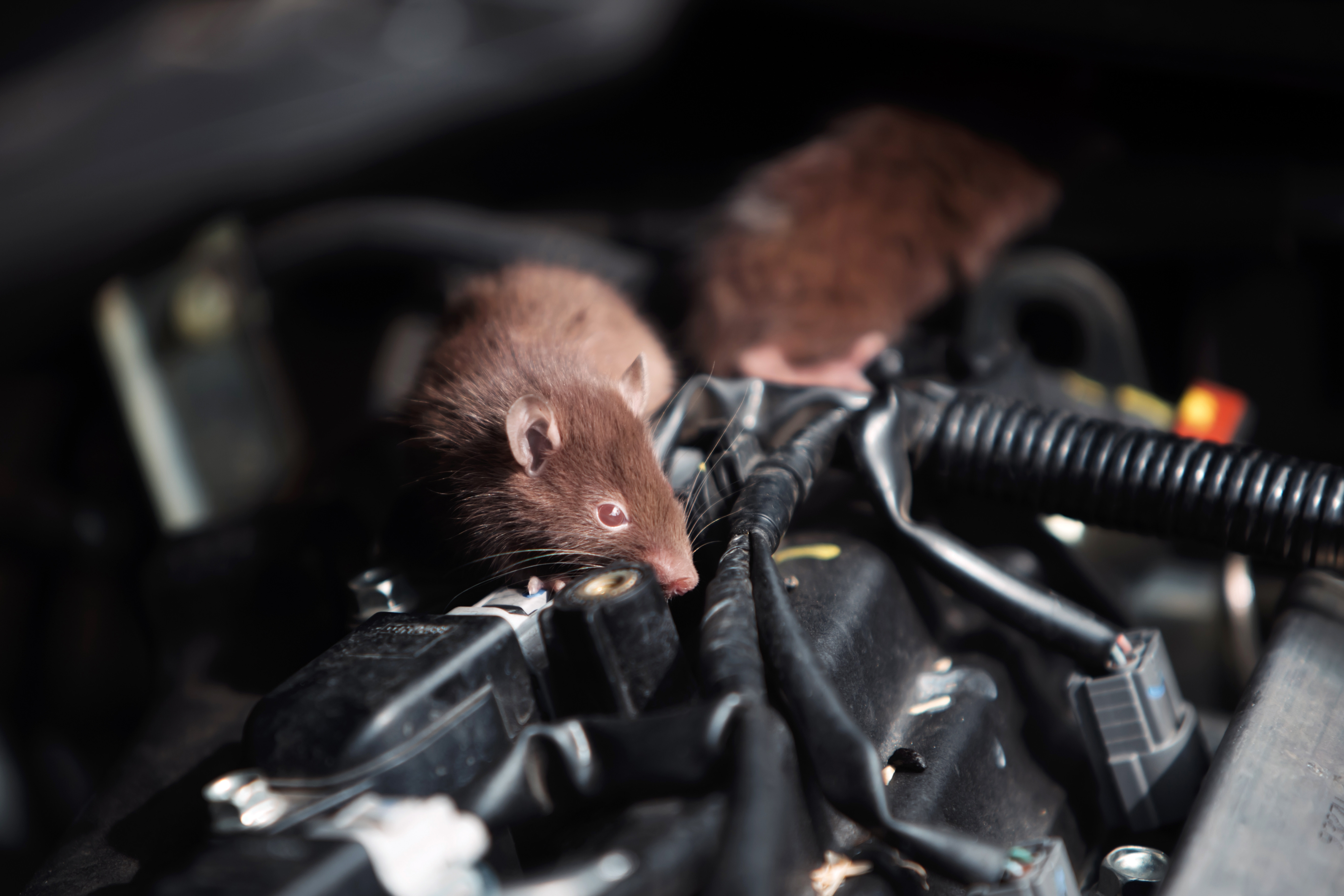 Șocul unei femei care a găsit sub capota mașinii un cuib de șobolani. Rozătoarele i-au distrus motorul