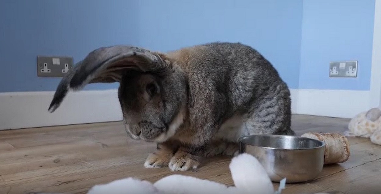 Iepurele uriaș. Cântărește 12 kilograme, iar lungimea corpului poate depăși un metru. Cât costă un astfel de exemplar