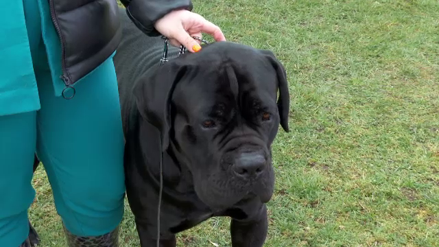Concurs de frumusețe canină la Bistrița. Vizitatorii pot vedea peste 2.000 de exemplare din 120 de rase aduse din 17 țări