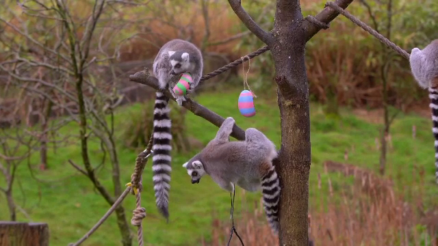 Zi cu surprize la o grădină zoologică din Anglia. Îngrijitorii au organizat o vânătoare de ouă festive pentru animale