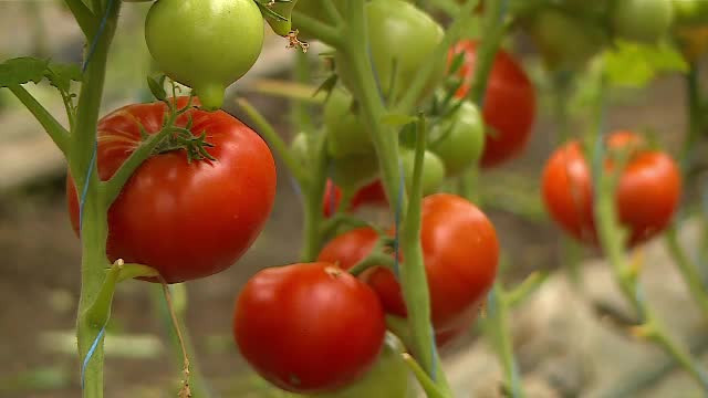 Cum au ajuns fermierii să vândă roșiile cu 65 de lei pe kilogram. Daea: „Este un preț extrem de exagerat”