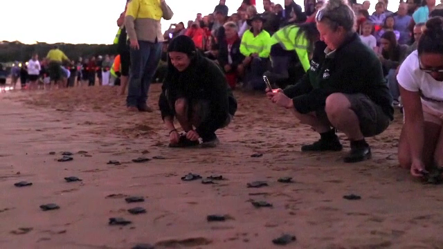 Zeci de oameni s-au adunat pe o plajă să se uite la țestoase. Care a fost motivul