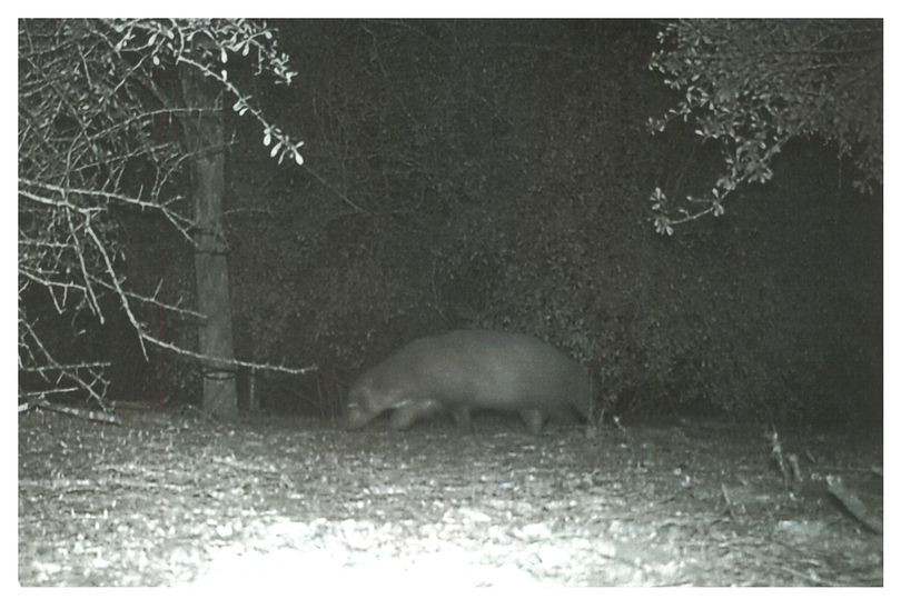 Creatura necunoscută fotografiată noaptea într-un parc. Supraveghetorii au lansat o campanie online de recunoaștere