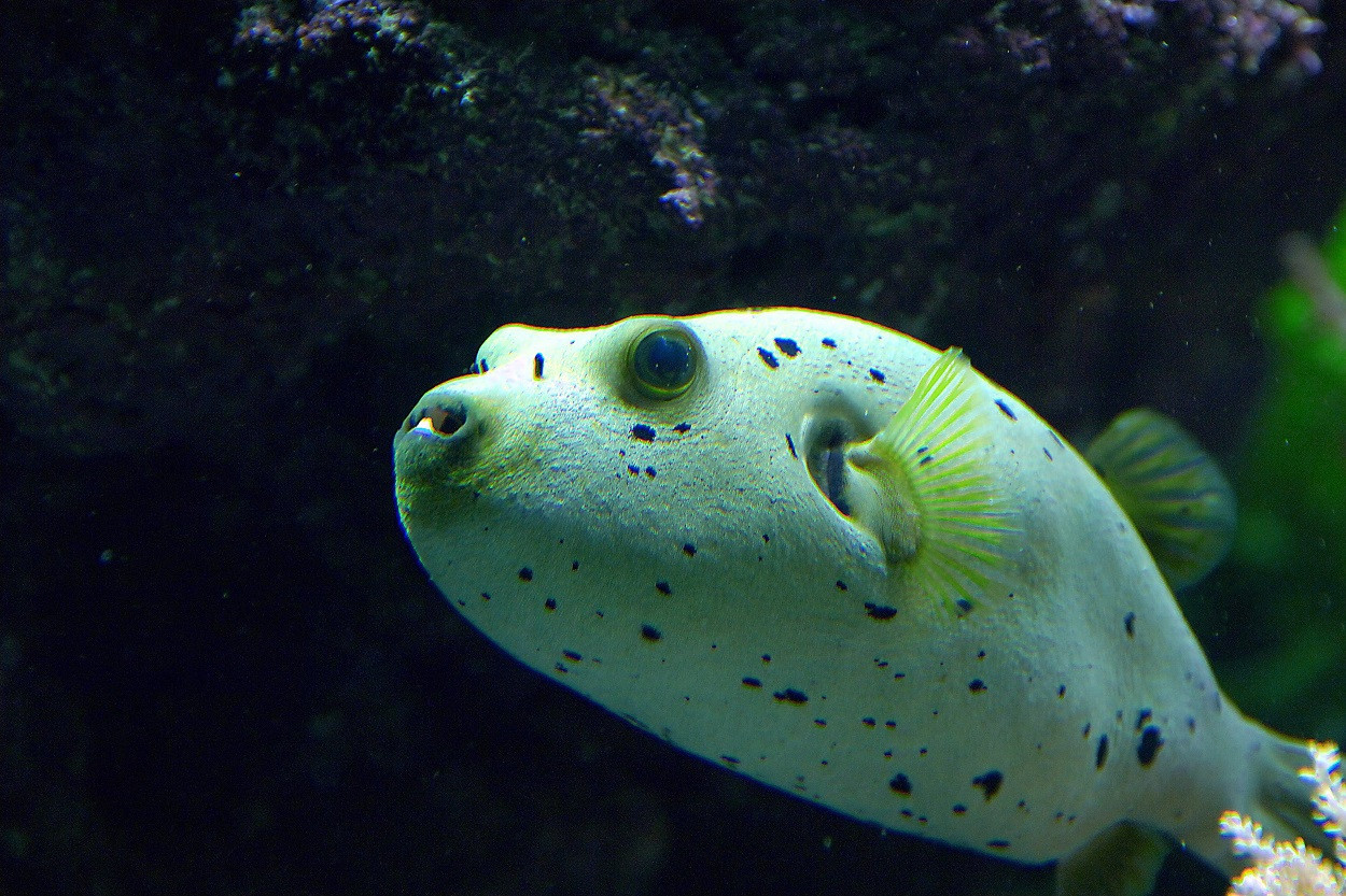 Doi soți au murit după ce au mâncat pește-balon, marea delicatesă din Asia