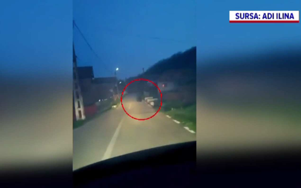 Urs urmărit cu mașina printr-un sat din Argeș. Sălbăticiunea a fugit speriată în pădure