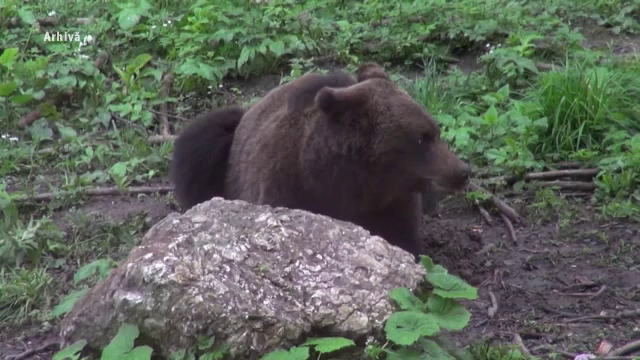 Un cioban a fost atacat de o ursoaică cu pui în apropierea unei stâne în Sovata. Câinii i-au salvat viața