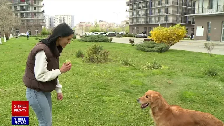 Românii investesc în sisteme inteligente pentru animalele lor. Cât costă o litieră inteligentă sau un aparat pentru hrană