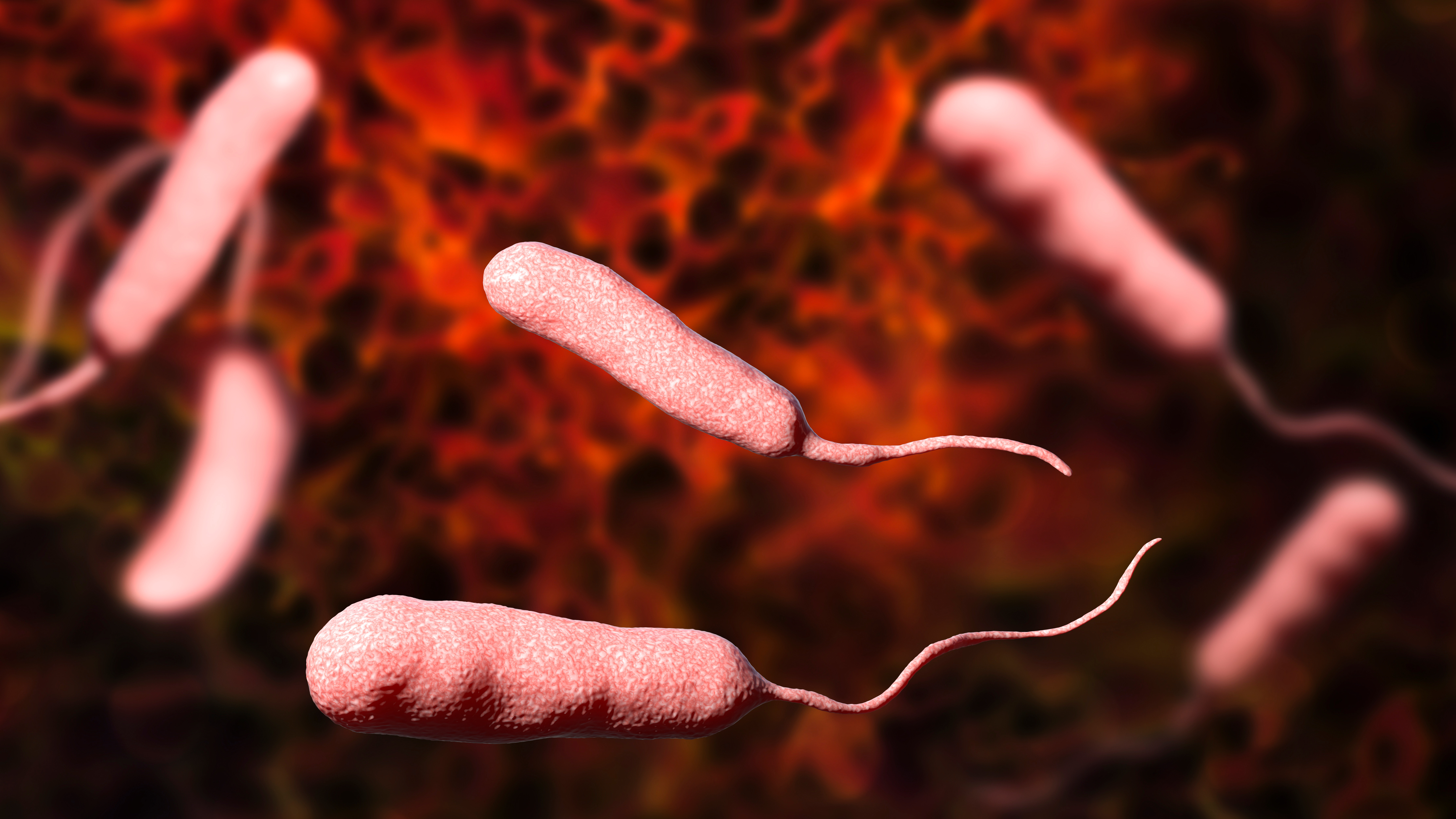 O bacterie „carnivoră” mortală mănâncă în carne vie și provoacă răni deschise. Se răspândește pe plaje și în ape