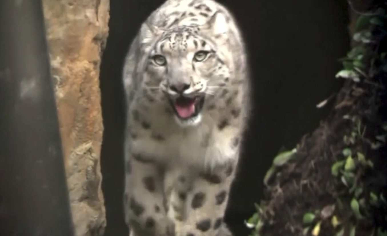 Doi leoparzi de zăpadă au fost „cazați” la zoo în Noua Zeelandă. Numai climatizarea a costat 3,5 milioane de euro