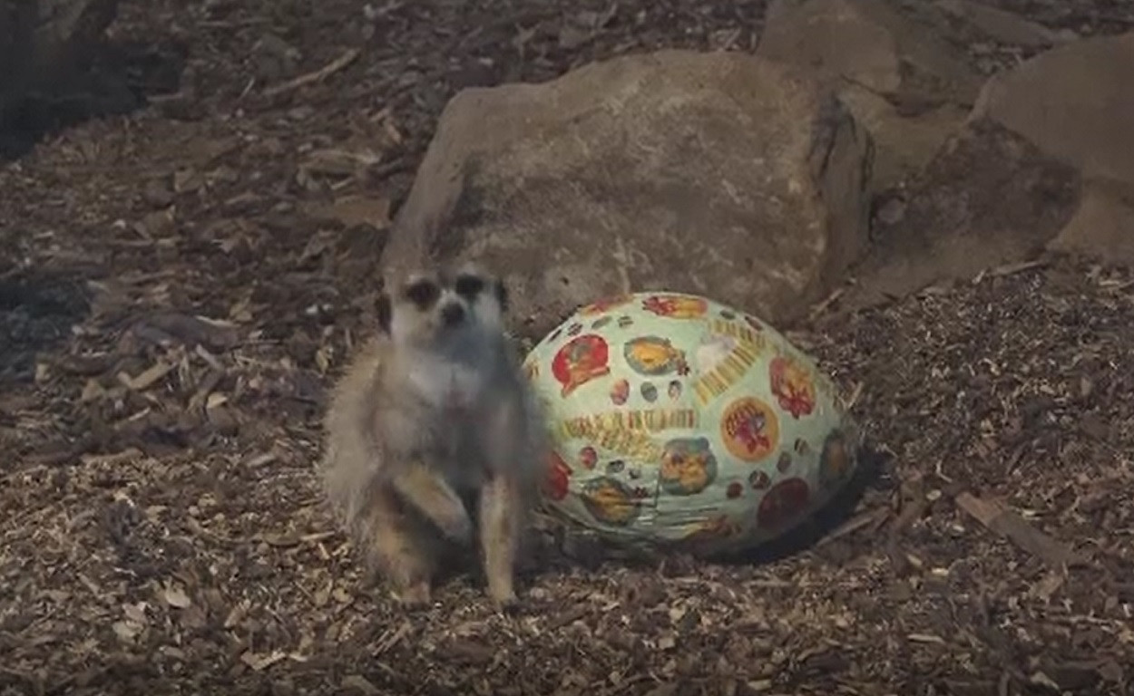 Ouă cu surprize pentru animalele de la Grădina Zoologică din Târgu Mureș. Ce se afla în interior