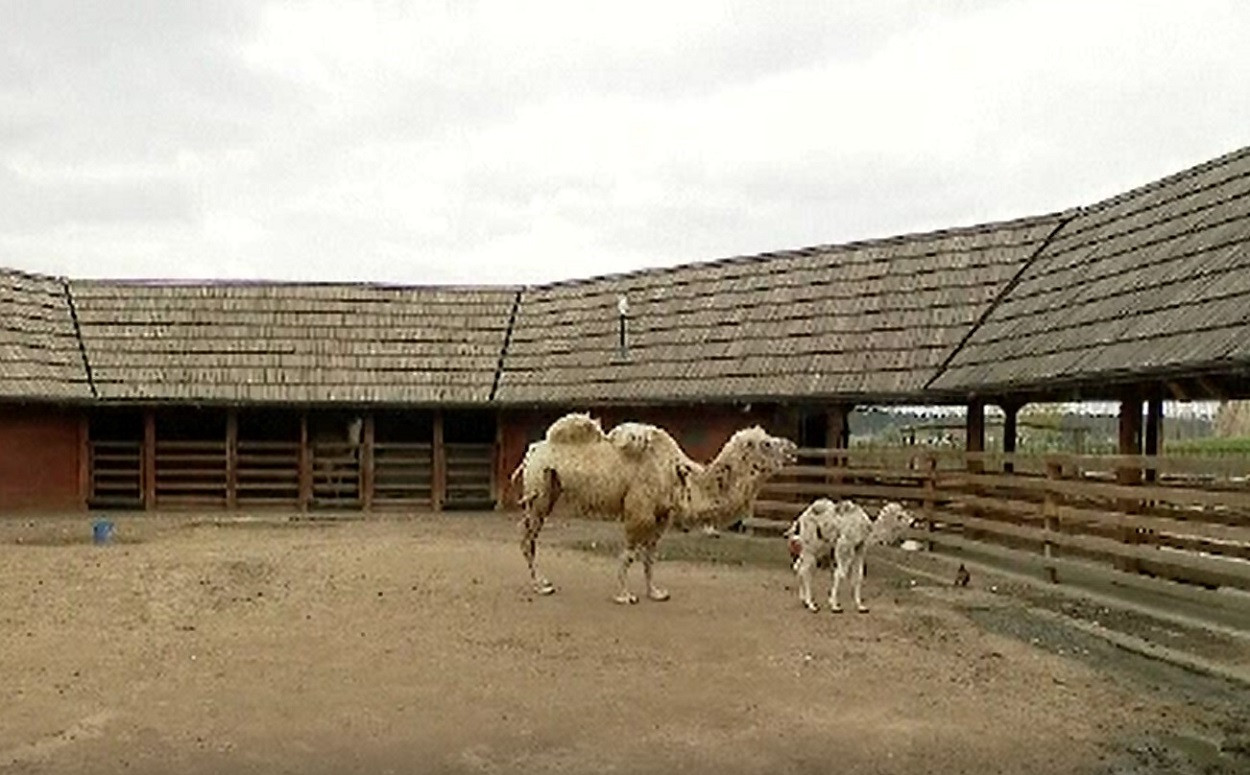 Un pui de cămilă cu două cocoașe, noua vedetă a unei grădini zoologice din Croația. Primele imagini cu animalul