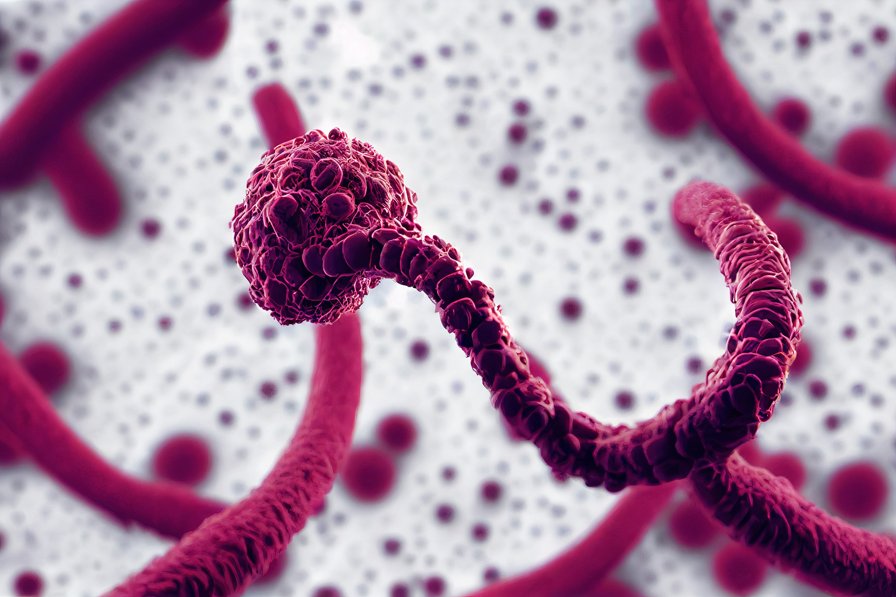 Alertă sanitară: Două focare ale unui virus mai periculos decât Ebola au fost raportate în două țări